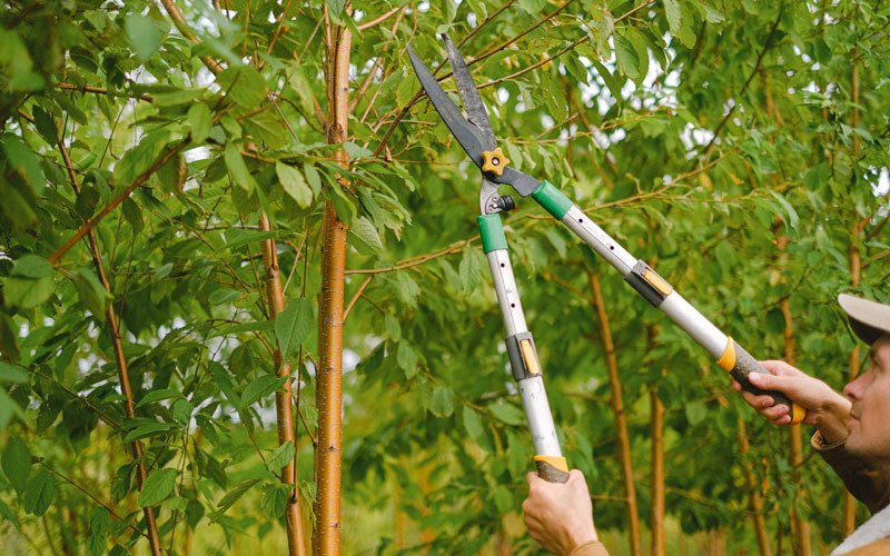 Tree trimming in Vermilion, IL